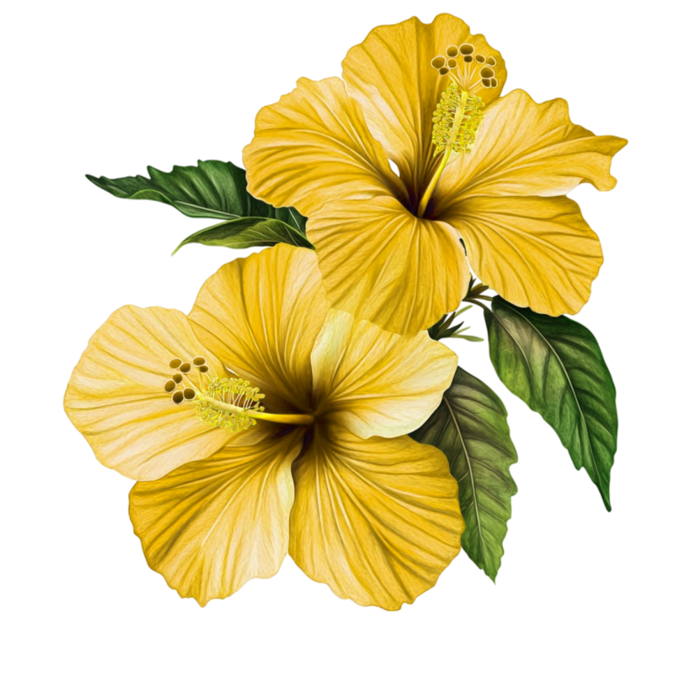 Yellow Hibiscus Flower in Watercolor Style png