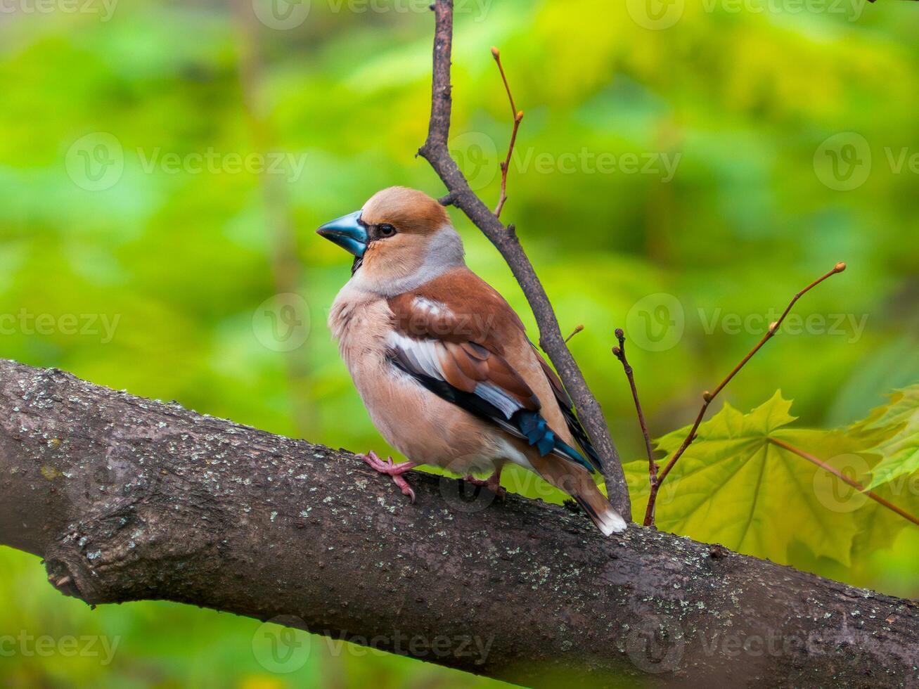 The colorful hawfinch , Coccothraustes coccothraustes perched on tree branch in green spring forest background. The hawfinch is a passerine bird in the finch family Fringillidae with large beak photo