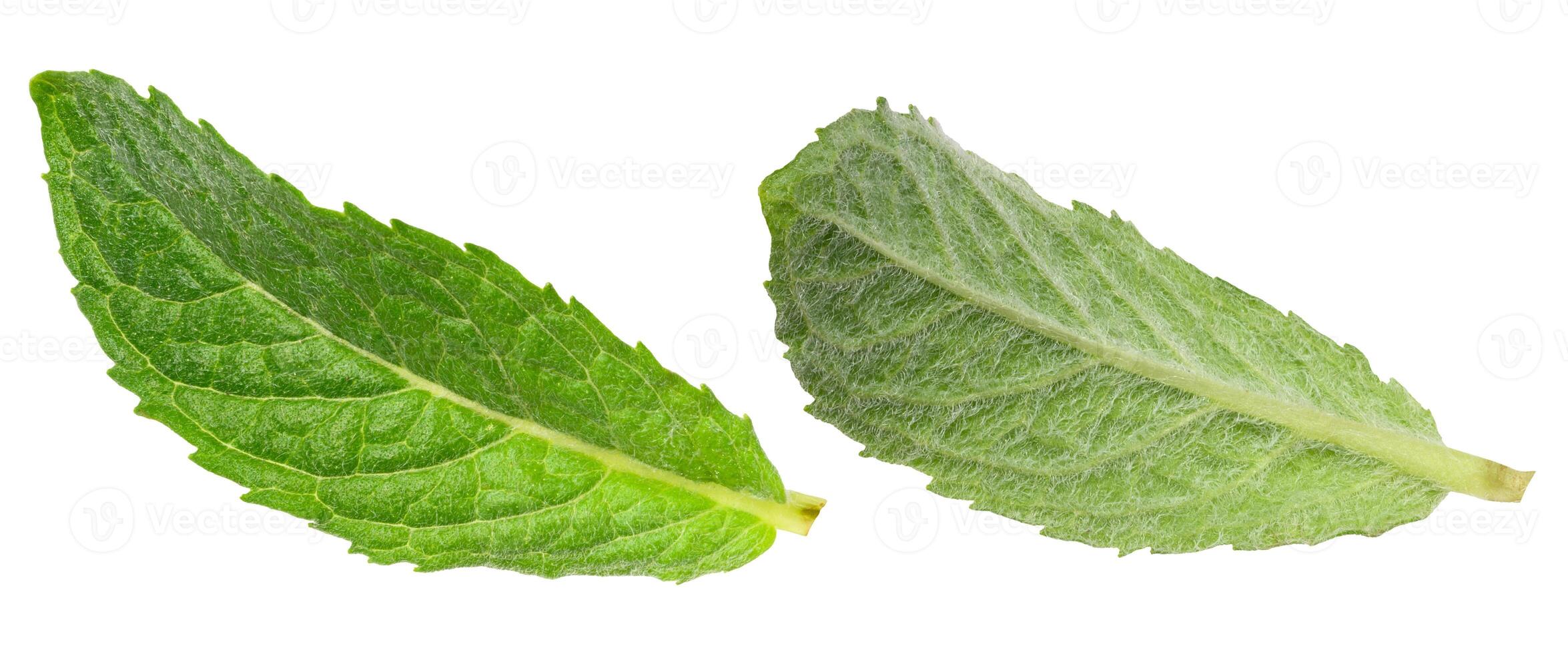 Green mint leaf with visible veins photo