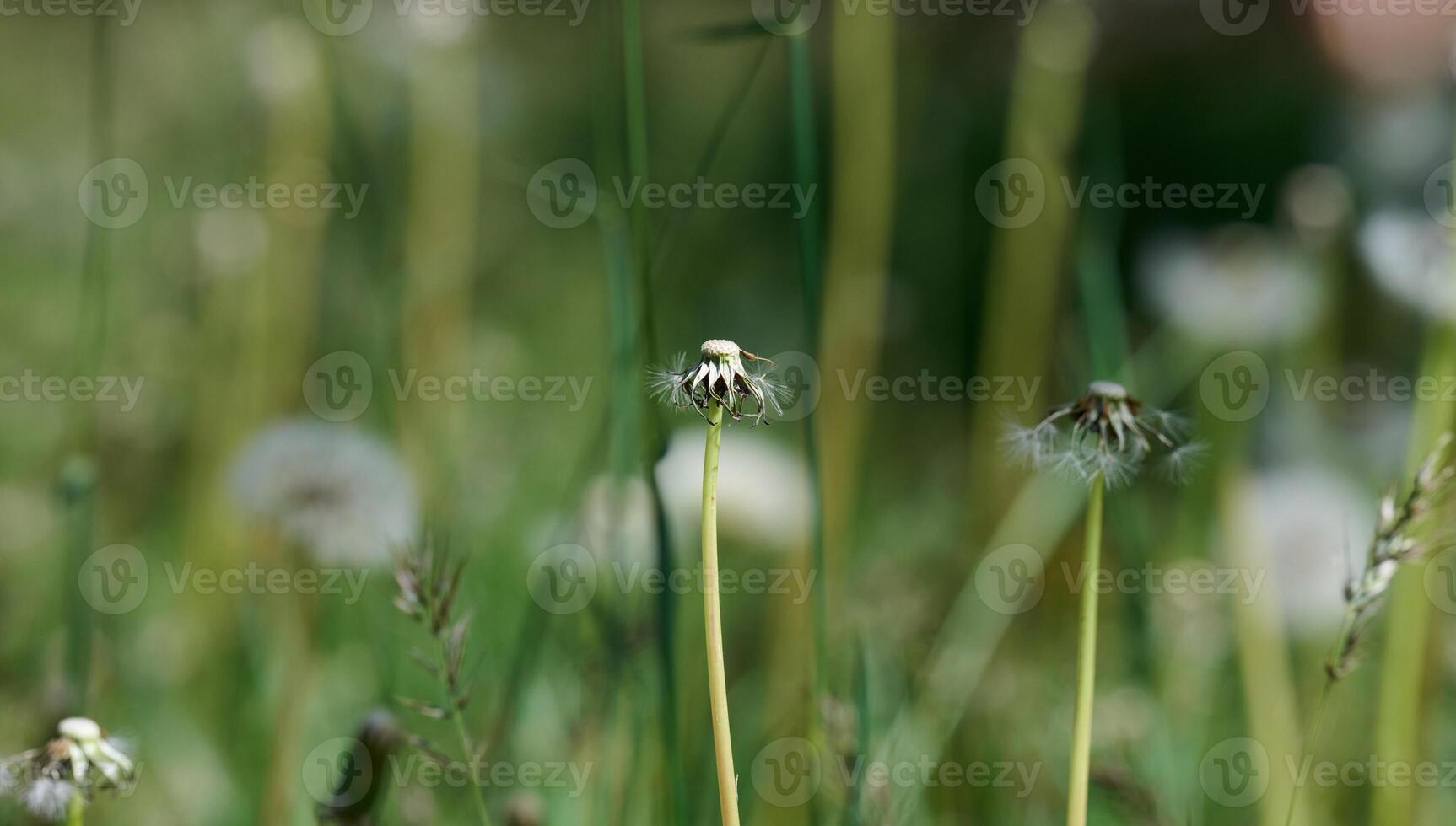 Several fluffy dandelion seed heads on slender stems among grass and other plants. photo