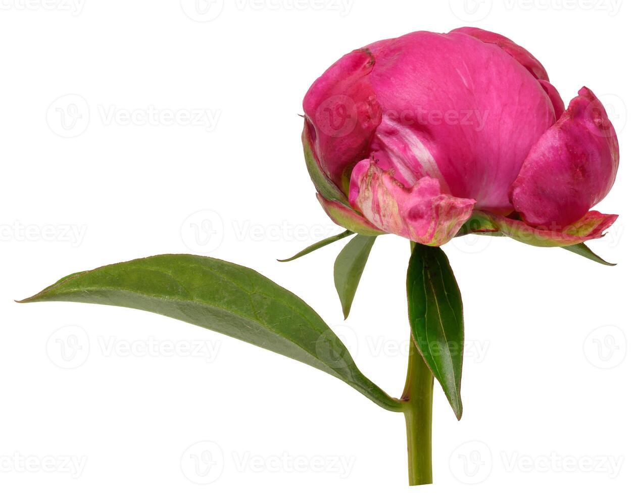Close-up of unopened bright pink peony bud with green leaves, isolated background photo
