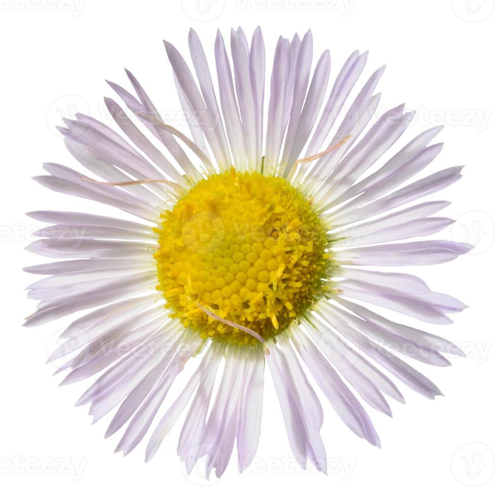 A delicate daisy flower, with light lavender petals and a vibrant yellow center, isolated background photo