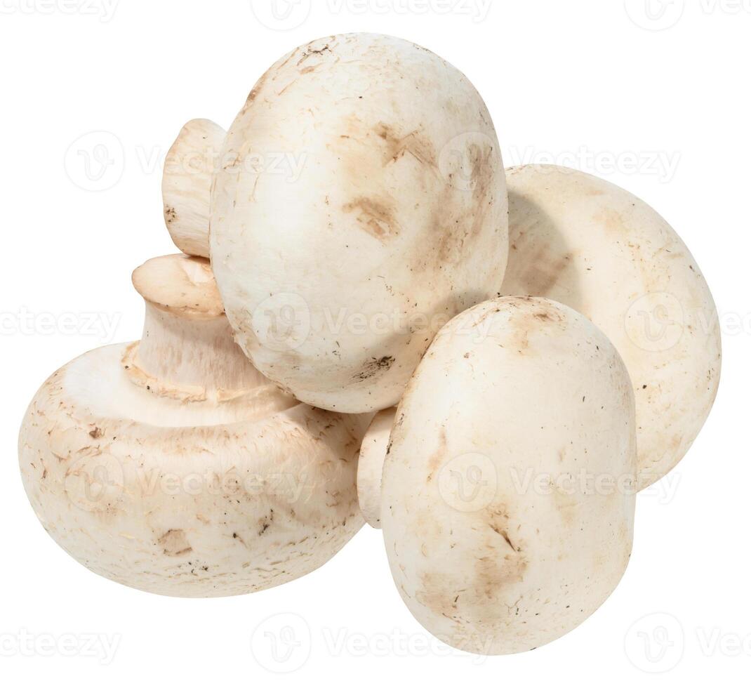 Fresh white button mushrooms piled on white background. Close-up of edible Agaricus bisporus fungus, close up photo