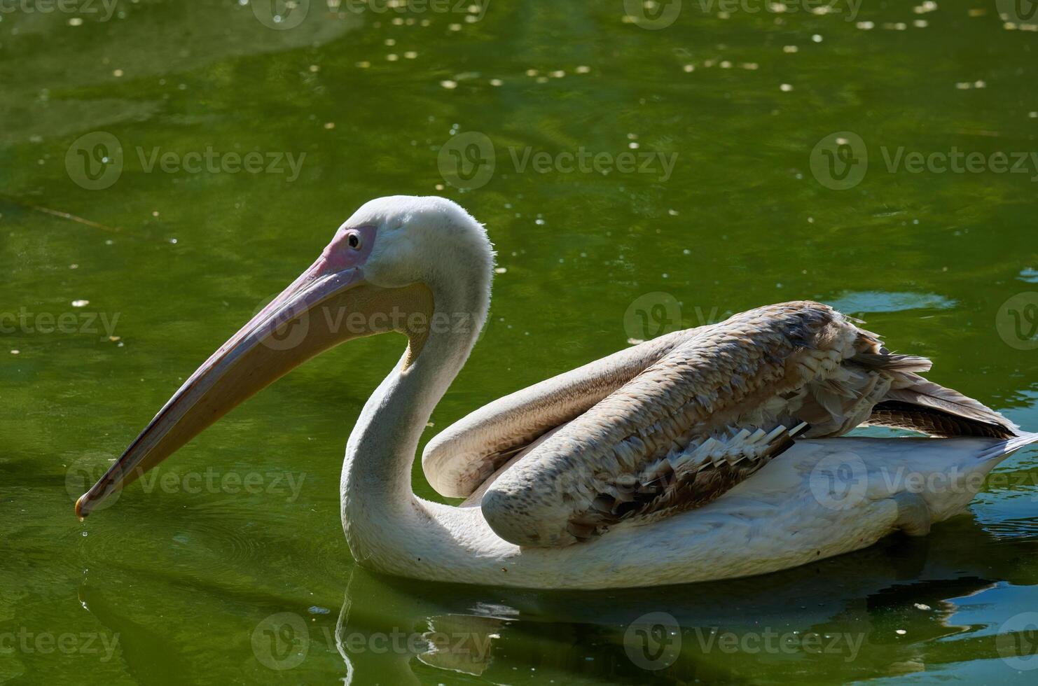White pelican swimming on a pond with green water photo