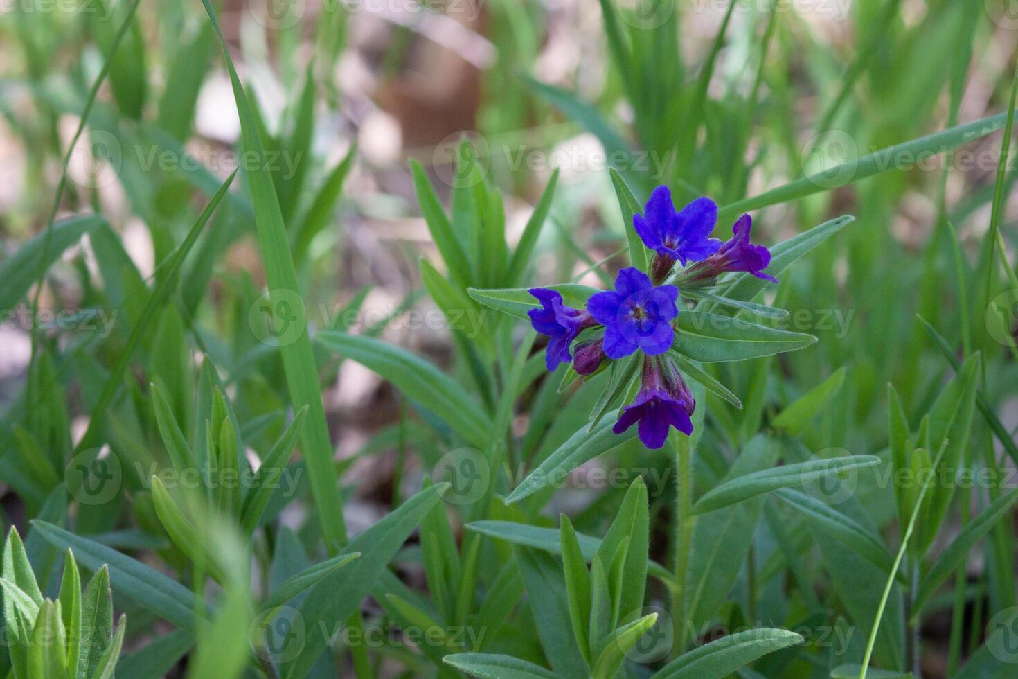Echinochloa purpurea bright blue flower blooming on grass in spring time photo