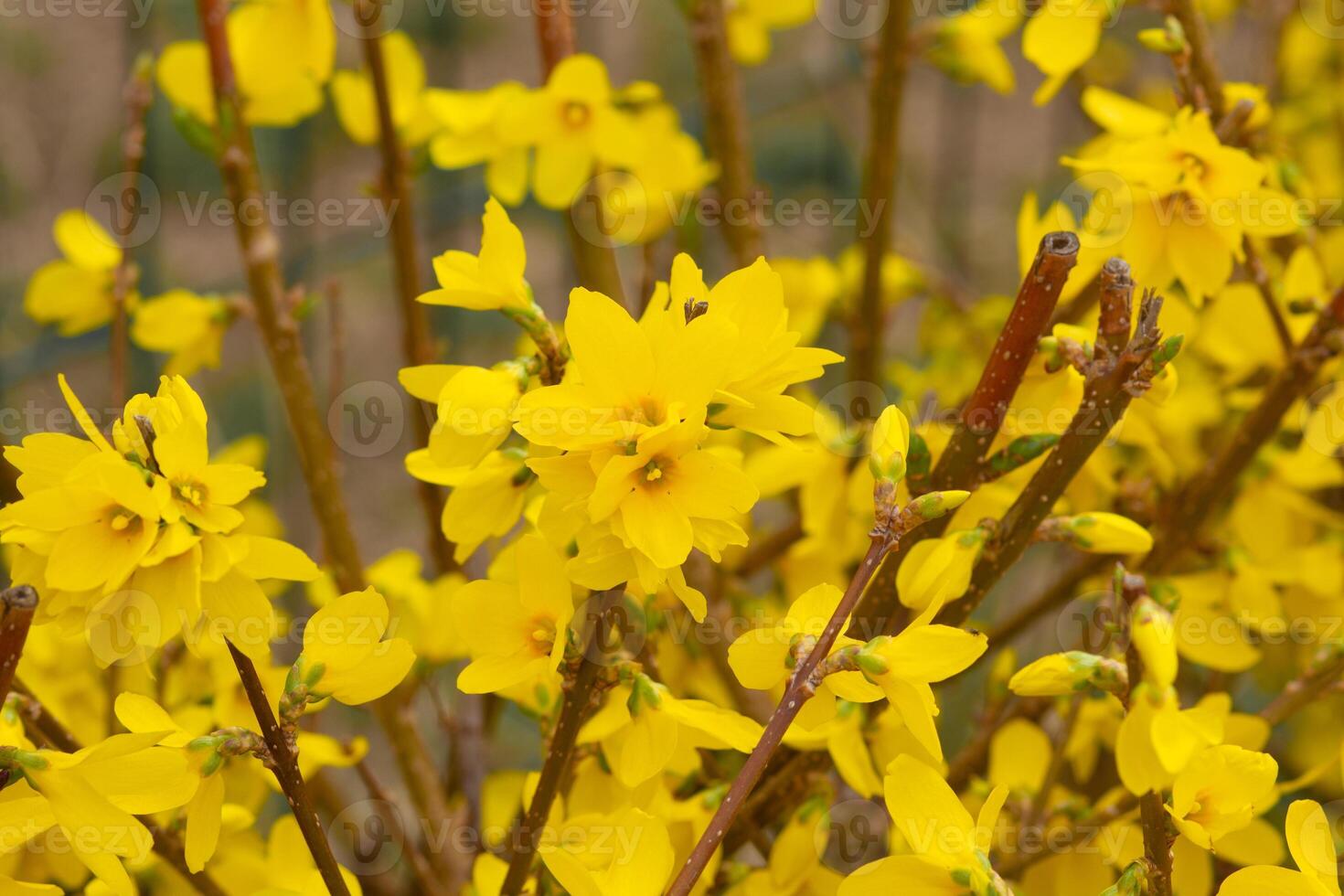 Forsythia bright yellow flowers blooming on branches in springtime photo