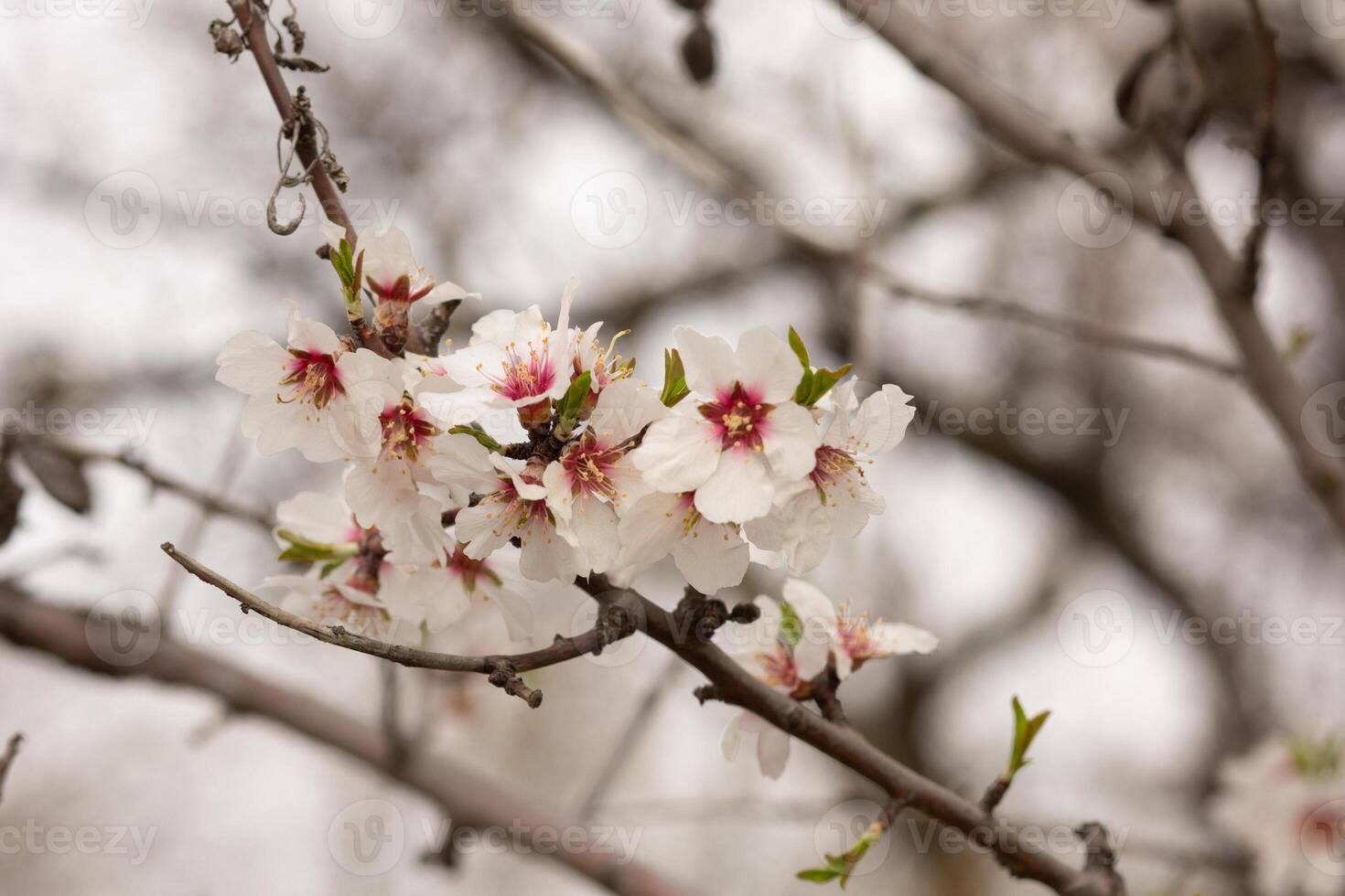 Almond bright white flowers blooming on branches tree in spring time photo