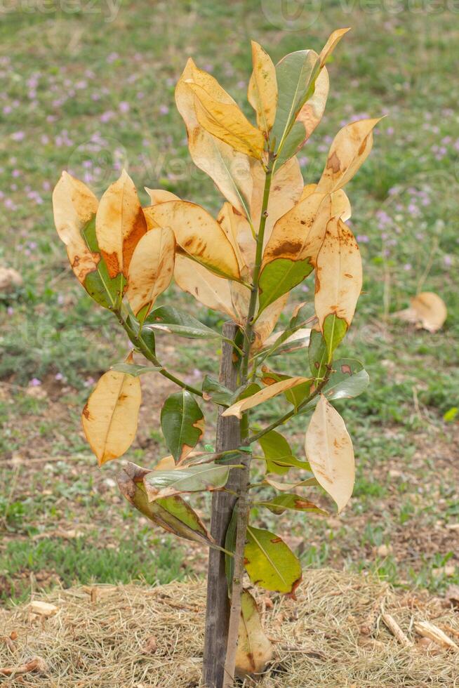 Ficus tree with yellow leaves in park photo