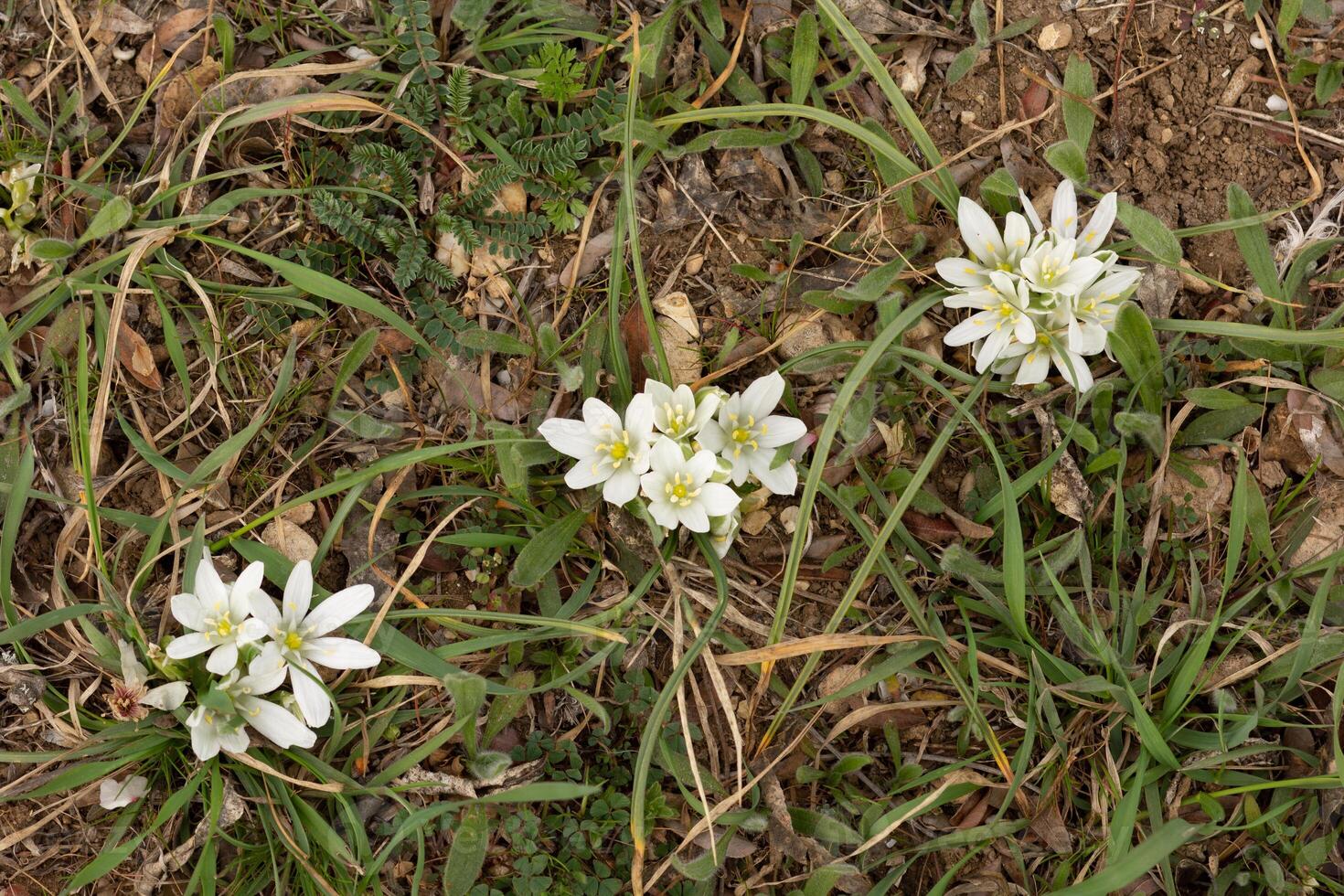 Ornithogalum bright white flowers blooming on grass perennial plant in spring time photo