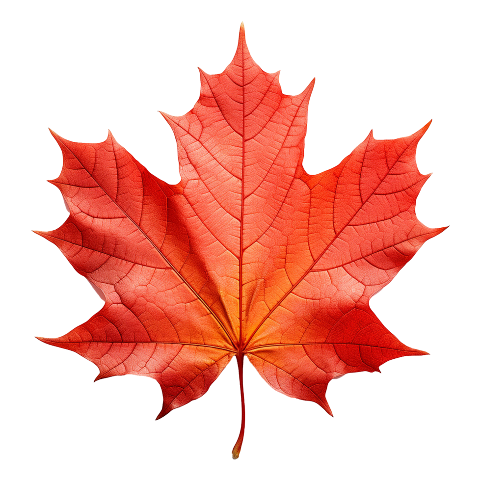 A fallen maple leaf on wet pavement representing transition and natural beauty in autumn png