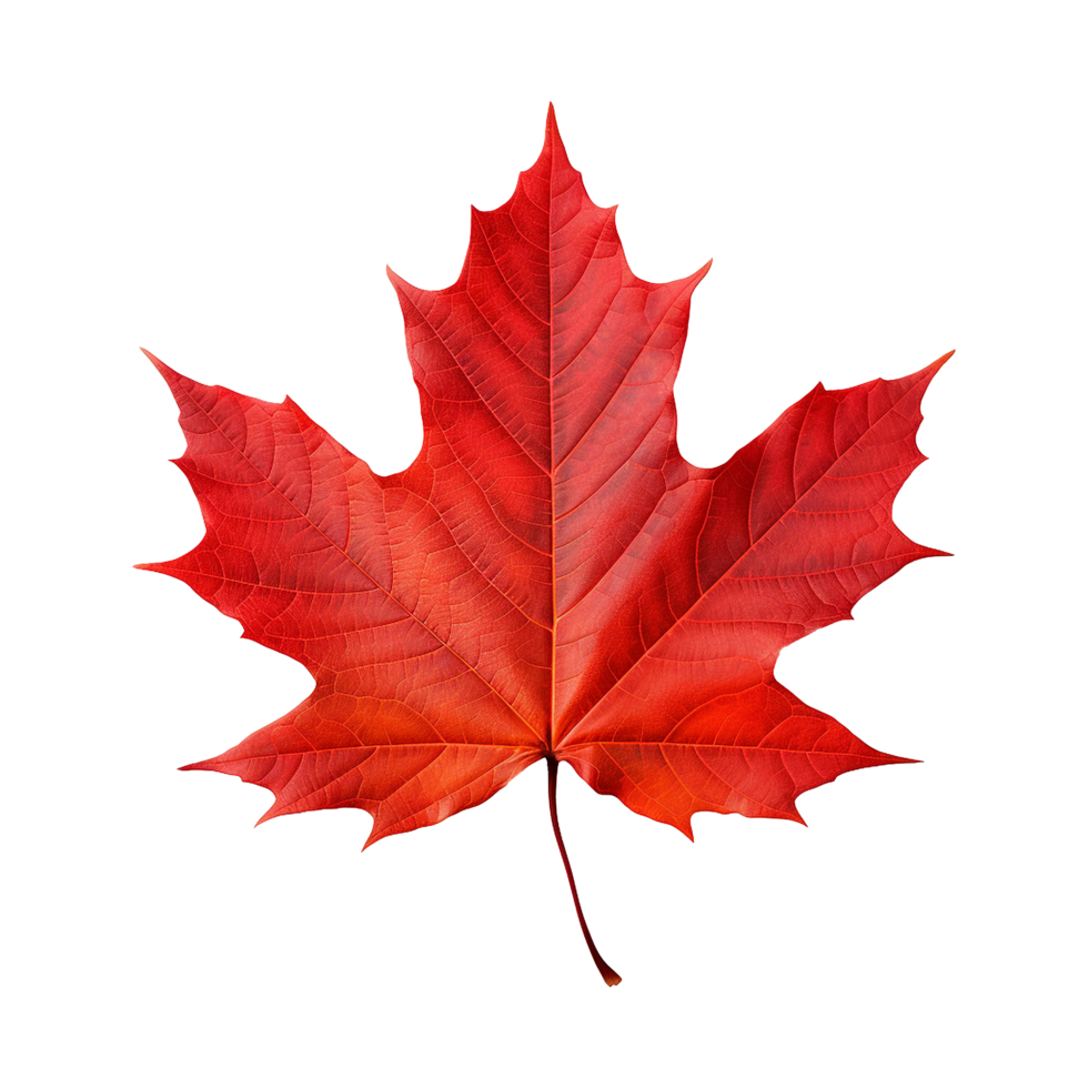 A dry maple leaf representing the passage of time and the changing rhythm of nature png