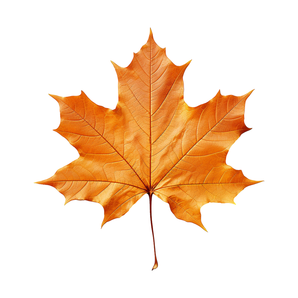 Autumn leaves with a focus on a maple leaf showing color transitions and the cycle of seasons png