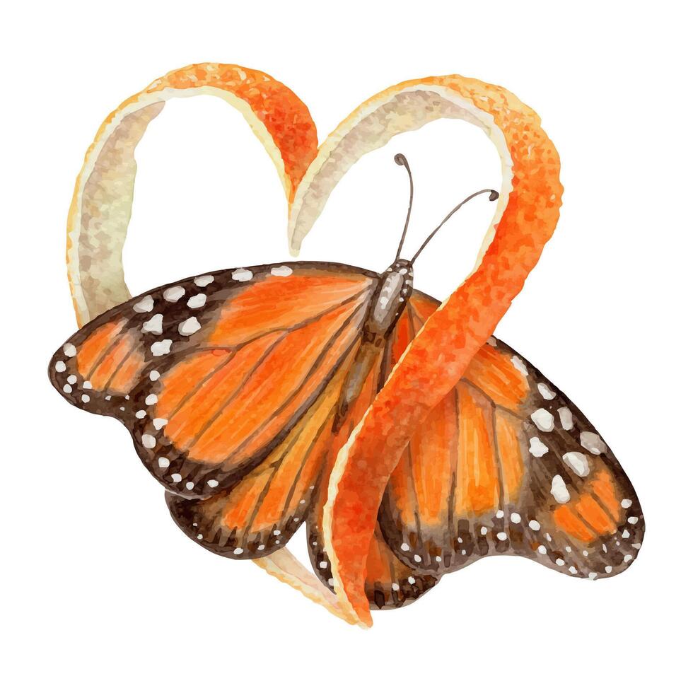 Monarch butterfly with heart shaped orange peel arrangement. Hand drawn watercolor food illustration. Citrus image with realistic texture. Perfect for summer card template and cute sticker design. vector
