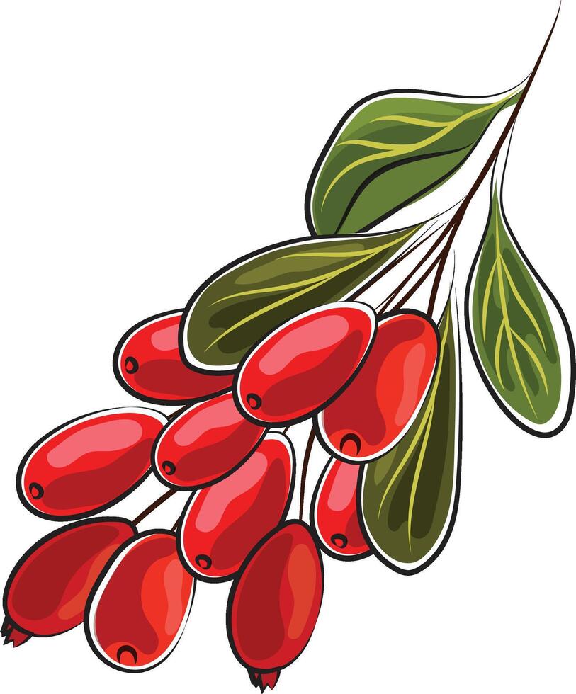 barberry autumn element doodle marker style vector