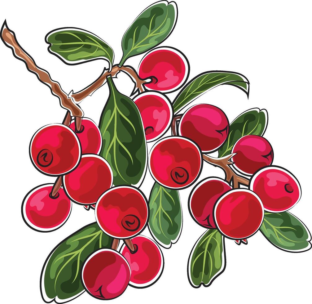 cranberries autumn element marker doodle style vector