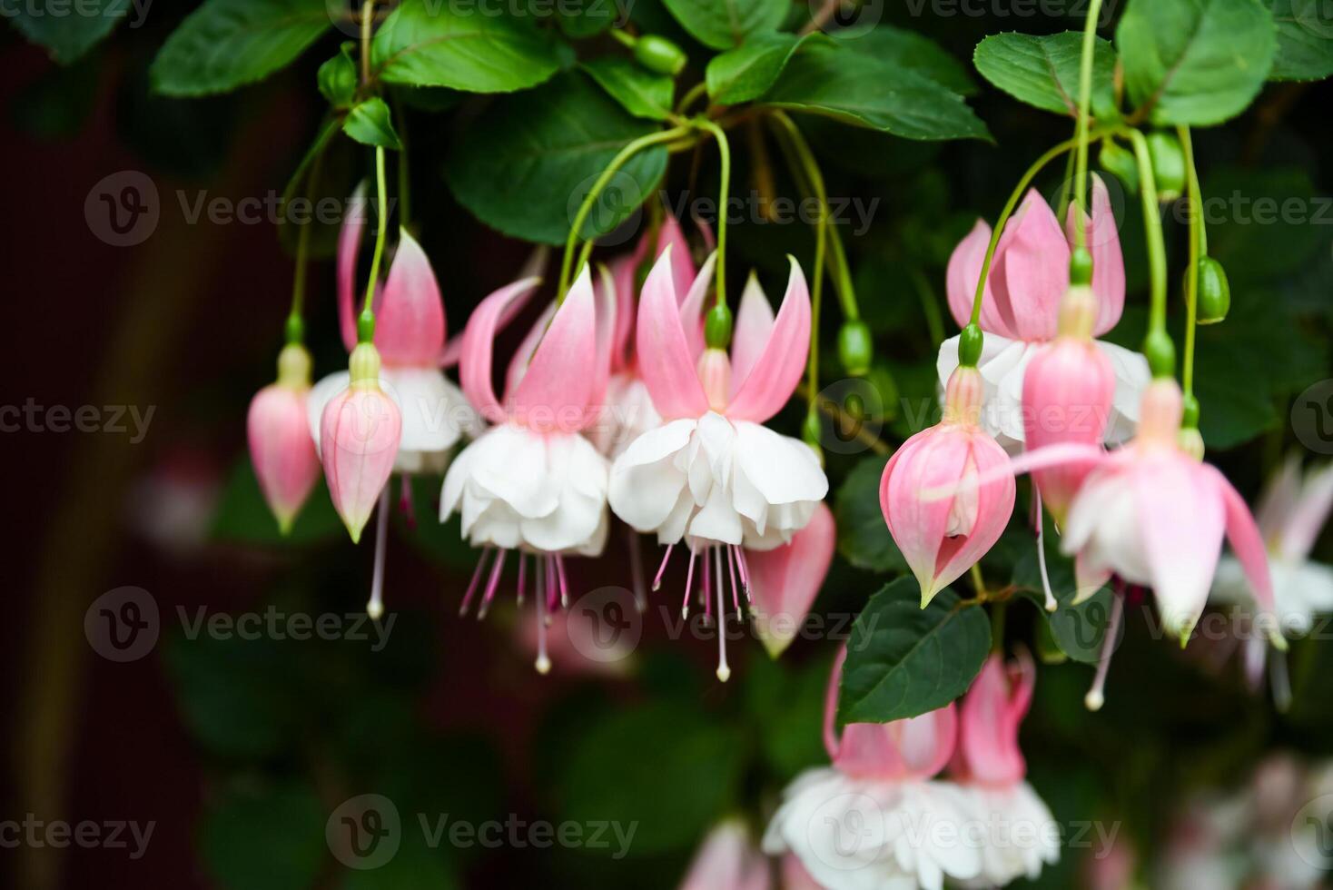 Fuchsia Nancy Lou in bloom. White and pink two-tone flowers hanging gracefully. Common name fuchsia. Family Onagraceae photo