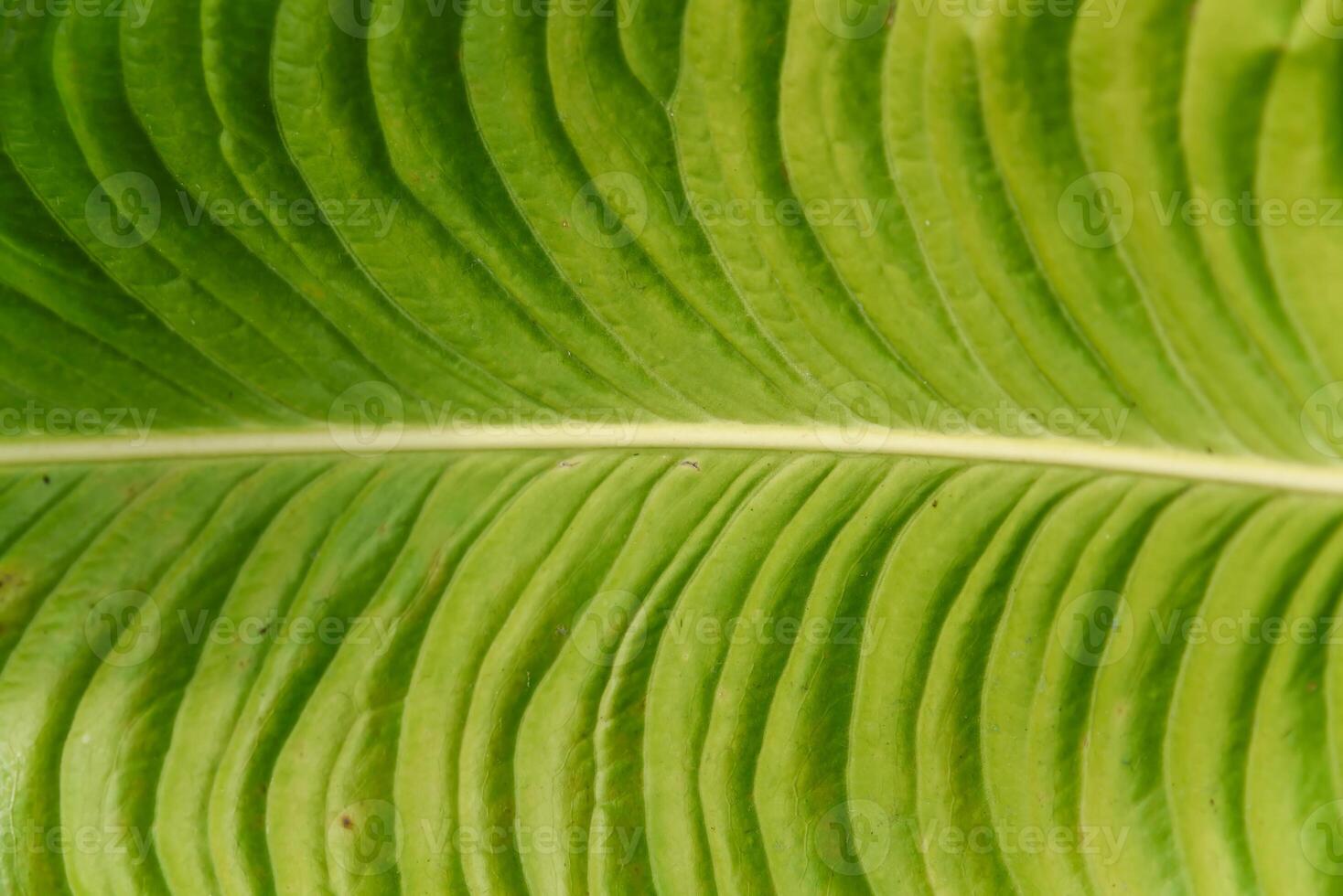 Closeup of a green tropical leaf with natural texture and veins, ideal as a horizontal background or template for eco-themed greeting cards and designs. photo