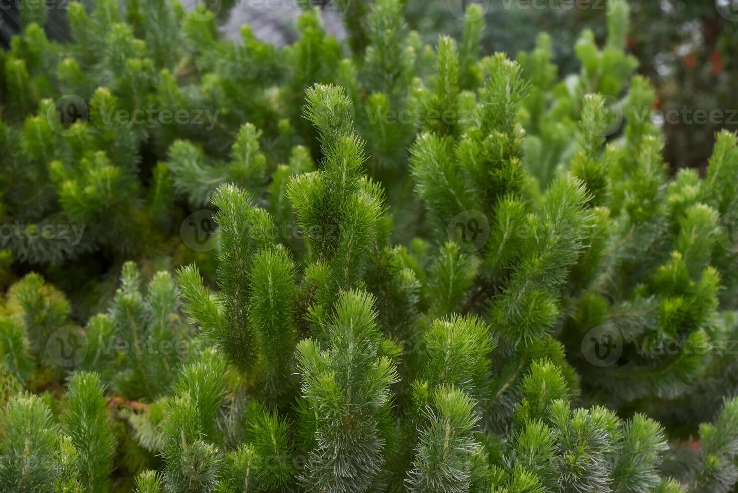 Closeup of Adenanthos sericeus plant with fine, soft, silvery green foliage resembling conifer needles, known for its woolly texture and delicate look photo