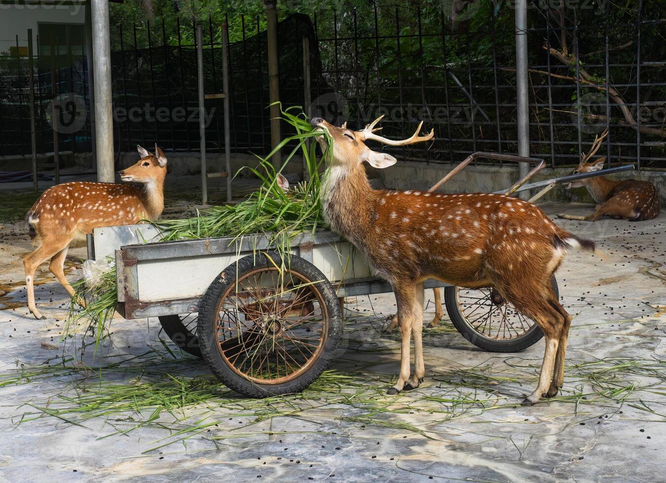 Sika deer enjoying food in Vietnam photo