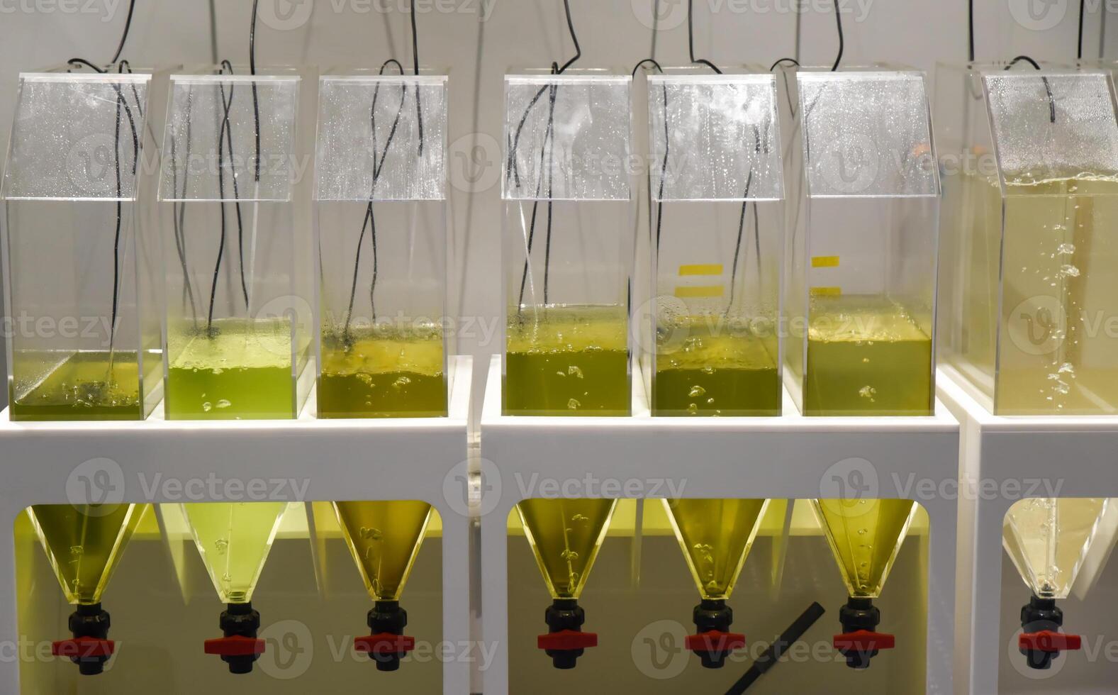 Transparent tanks with green liquid used for algae cultivation in a laboratory at an oceanarium in Singapore with funnel collectors underneath. photo