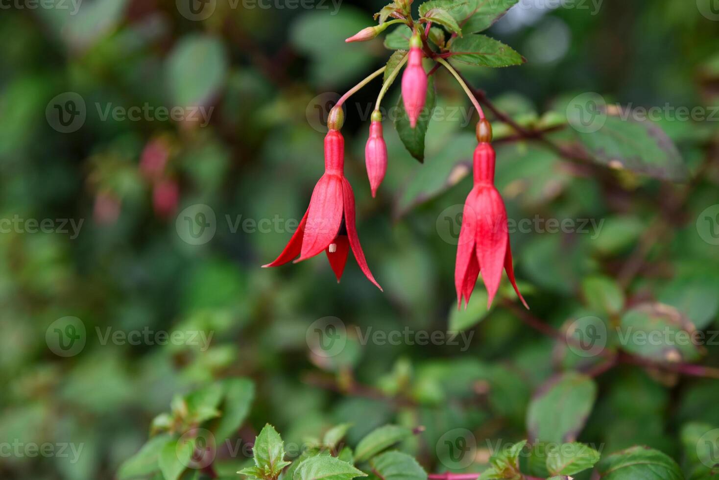Fuchsia magellanica with striking pink and purple flowers, a hardy ornamental species in the Onagraceae family, grown in temperate gardens. photo