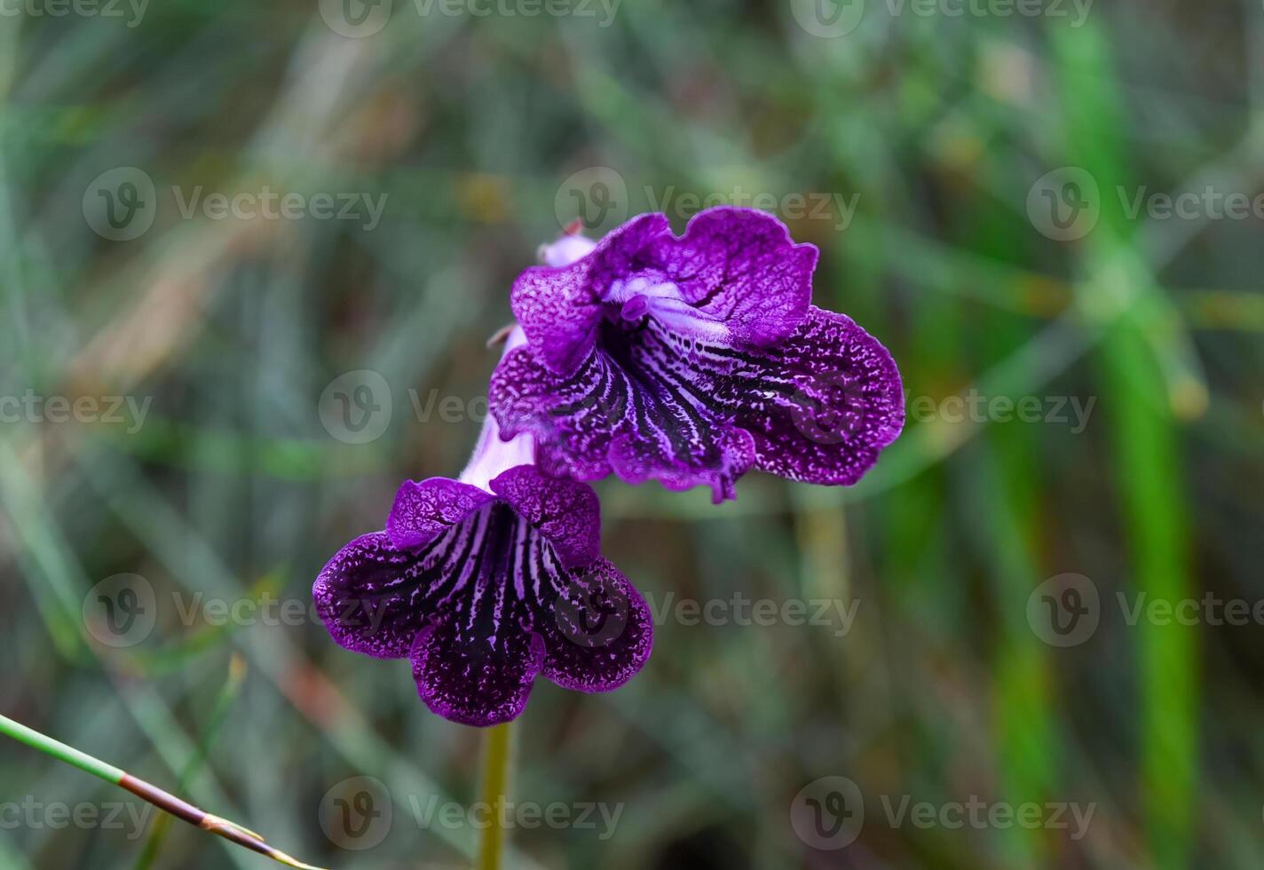 Close-up of a blooming Streptocarpus Cape primrose with velvety petals. Popular ornamental plant from the Gesneriaceae family, ideal for indoor cultivation photo