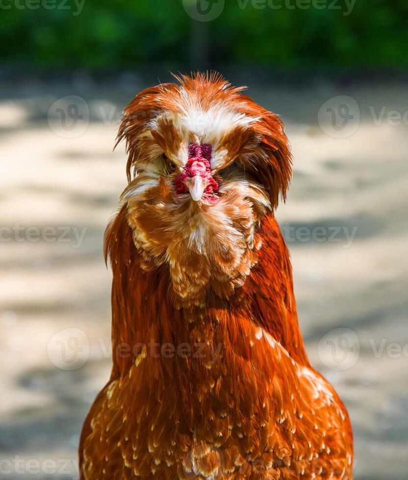 Portrait of a Paduan chicken with a fluffy crest and reddish plumage, standing outdoors in bright sunlight. photo