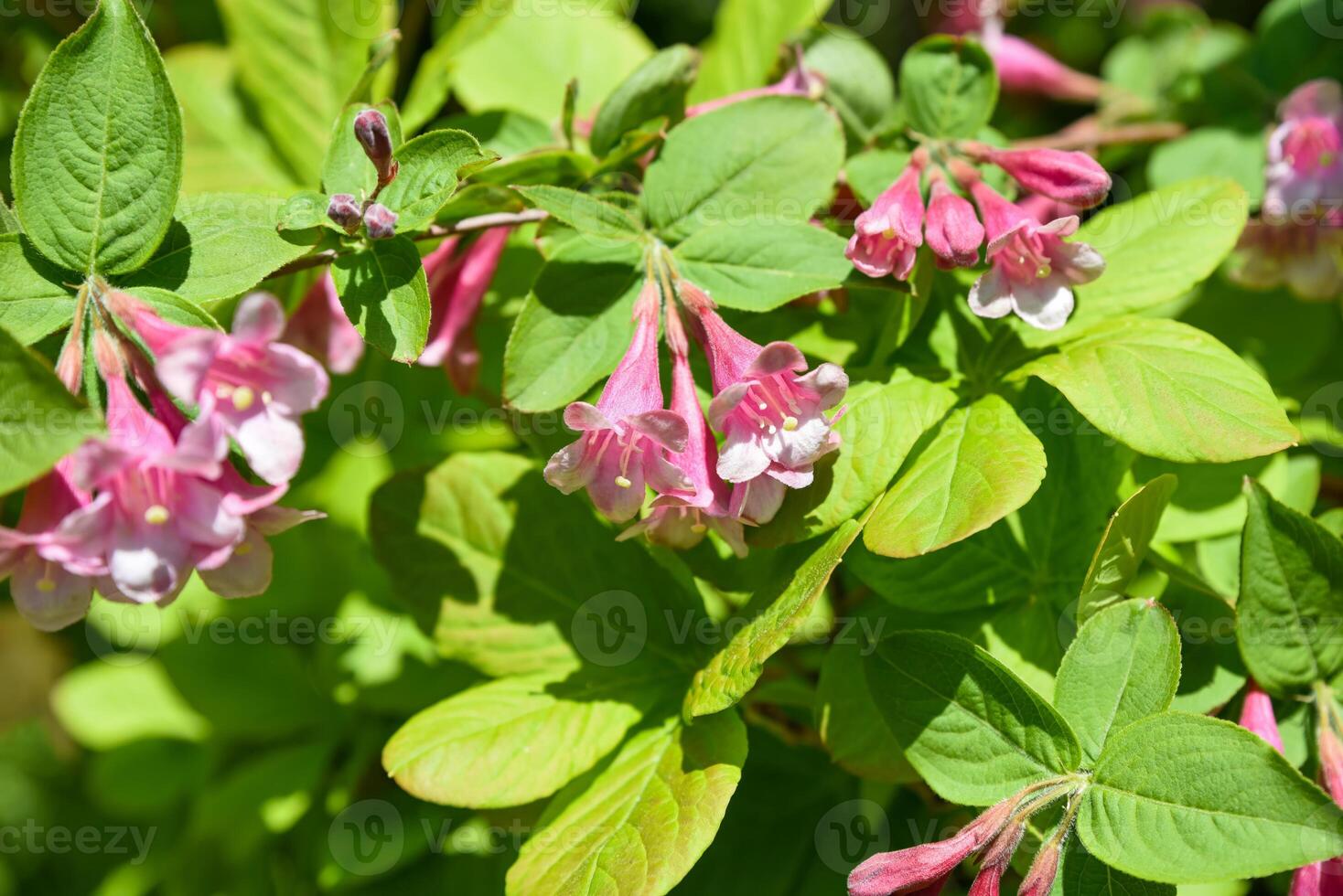 Pink blossoms of Weigela florida in close detail, showing soft petals and natural patterns of this spring-flowering shrub, ideal for floral compositions. photo