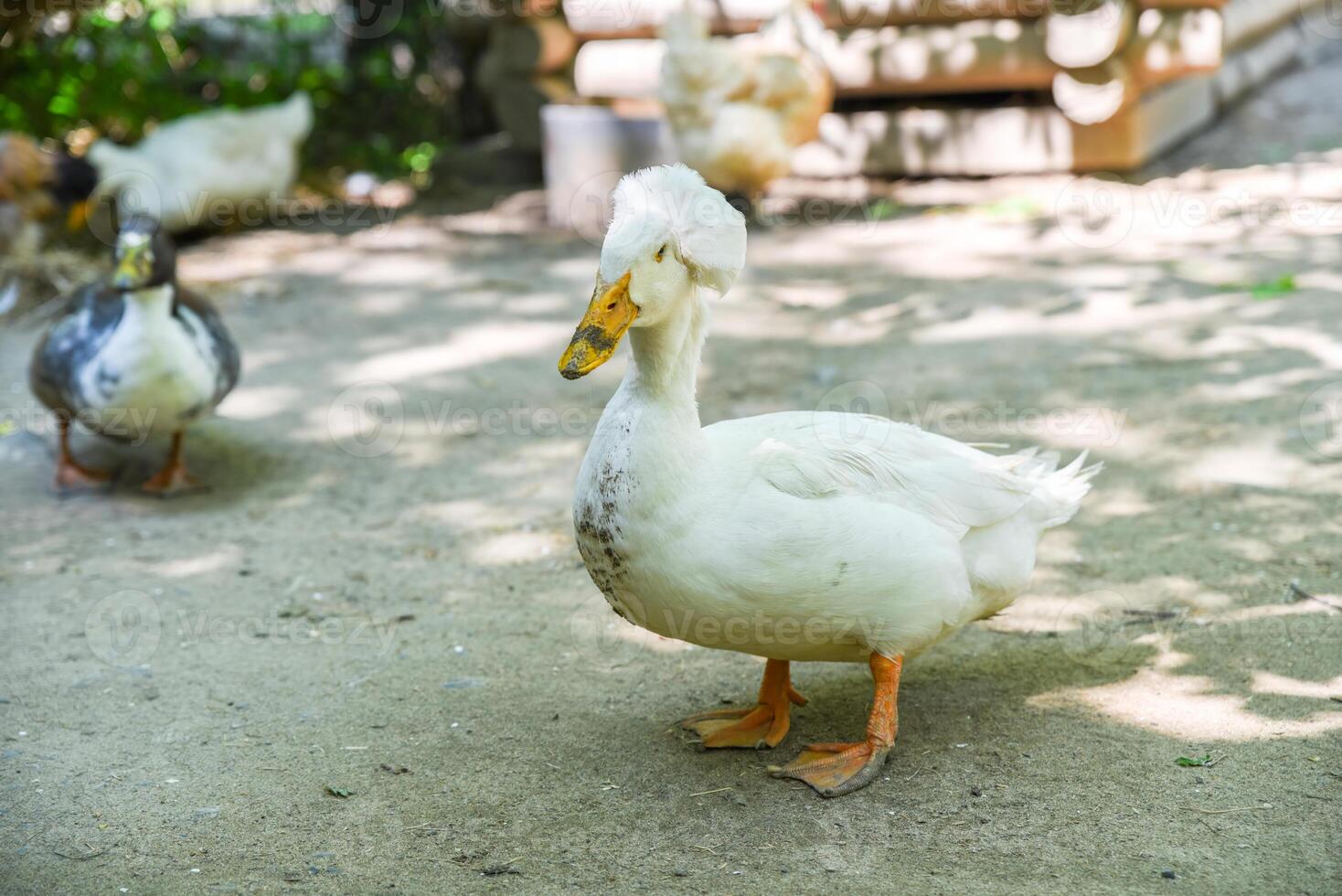White Pekin crested duck standing in full view facing the camera, with blurred chickens and ducks in the rural background, captured in a village setting. photo