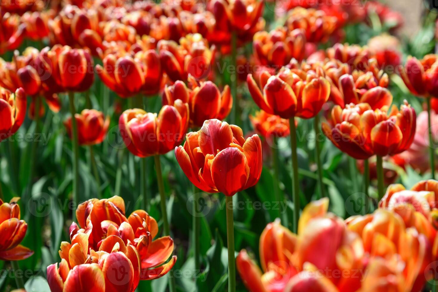 Top view of red orange double late tulip Allegretto bed, forming a vibrant floral carpet, ideal as postcard background or spring theme. photo