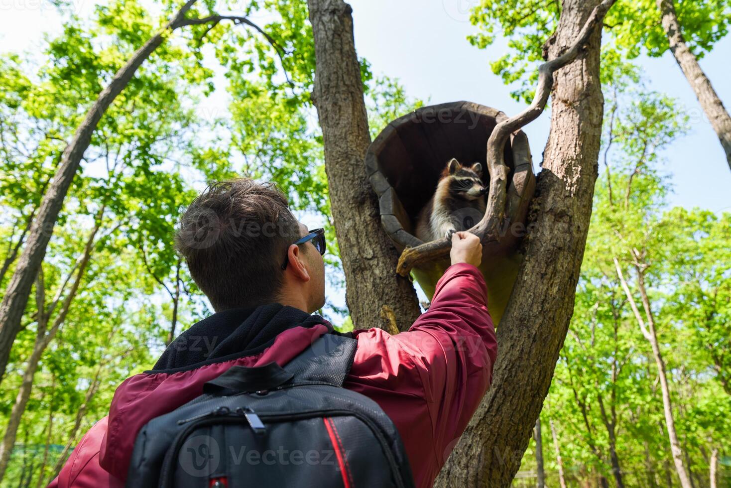 Young male tourist with backpack feeds a gray raccoon sitting in a tree hollow, view from below in lush green forest under bright sky. photo