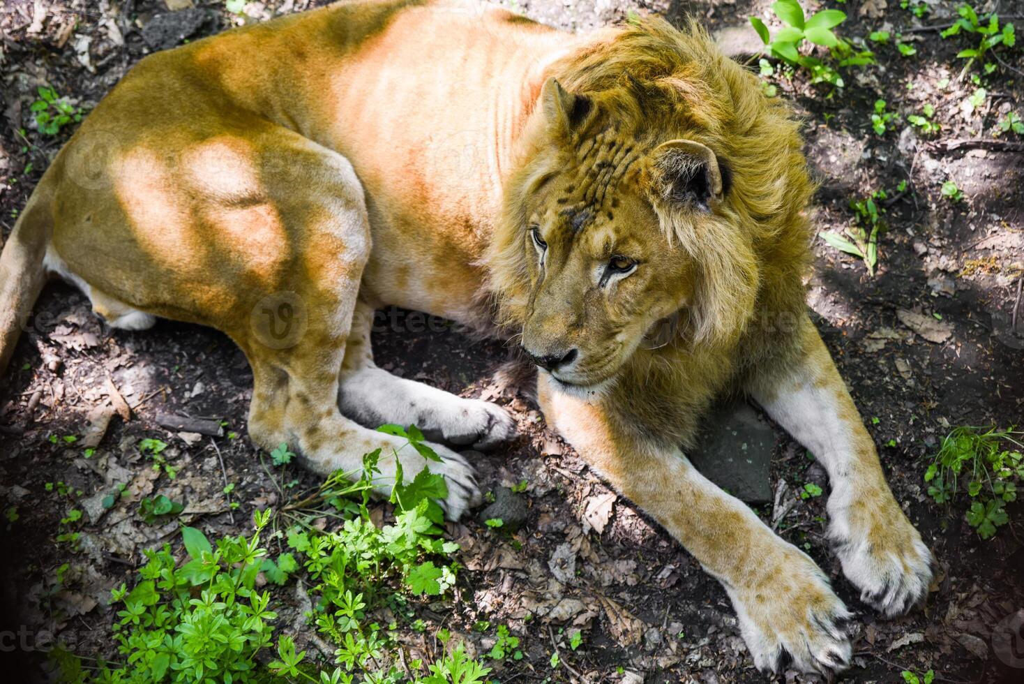 Male liliger lying and looking sideways in Primorsky Krai Russian Far East natural habitat. A rare hybrid of lion and tiger with a visible mane. photo