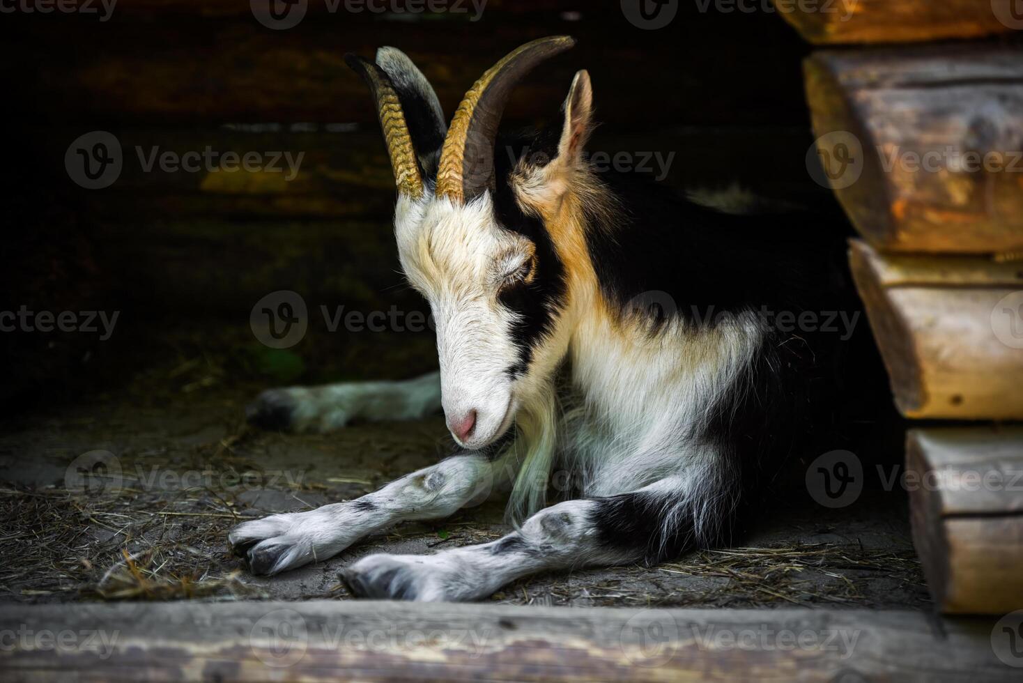 Close-up of a black and white goat dozing with its head down, lying on hay inside a wooden shelter. Peaceful and quiet moment captured in natural light. photo