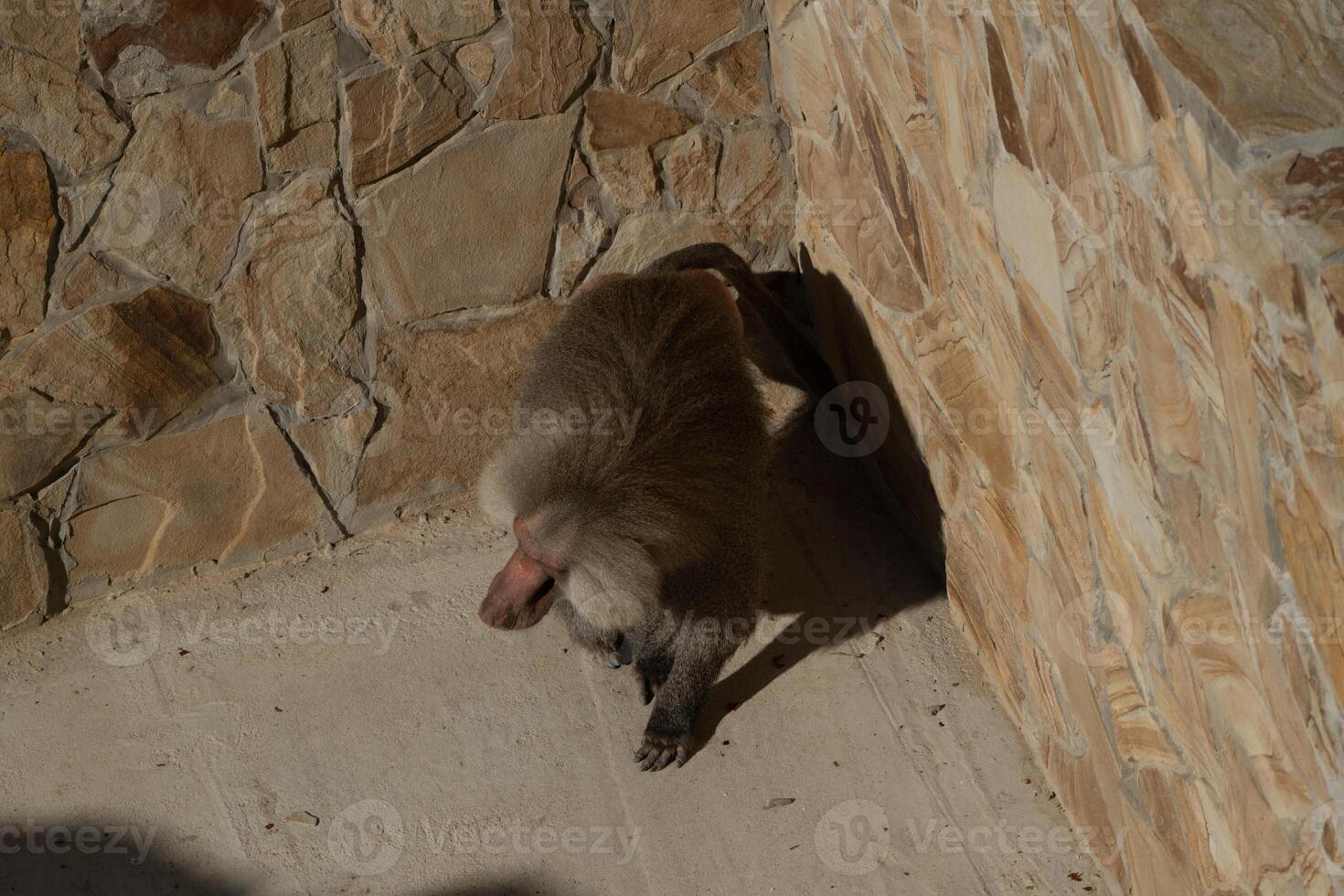 Baboon Cave Rock Shelter - A baboon sits in a rock cave, likely seeking shelter from the sun. The baboon is in a natural environment, perhaps a national park or reserve. The photo is likely taken for