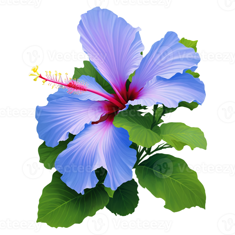 Photo of Hibiscus Flower png