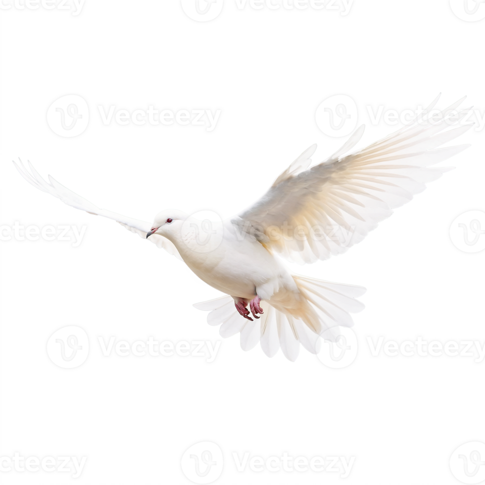 The white dove is a symbol of peace and love png