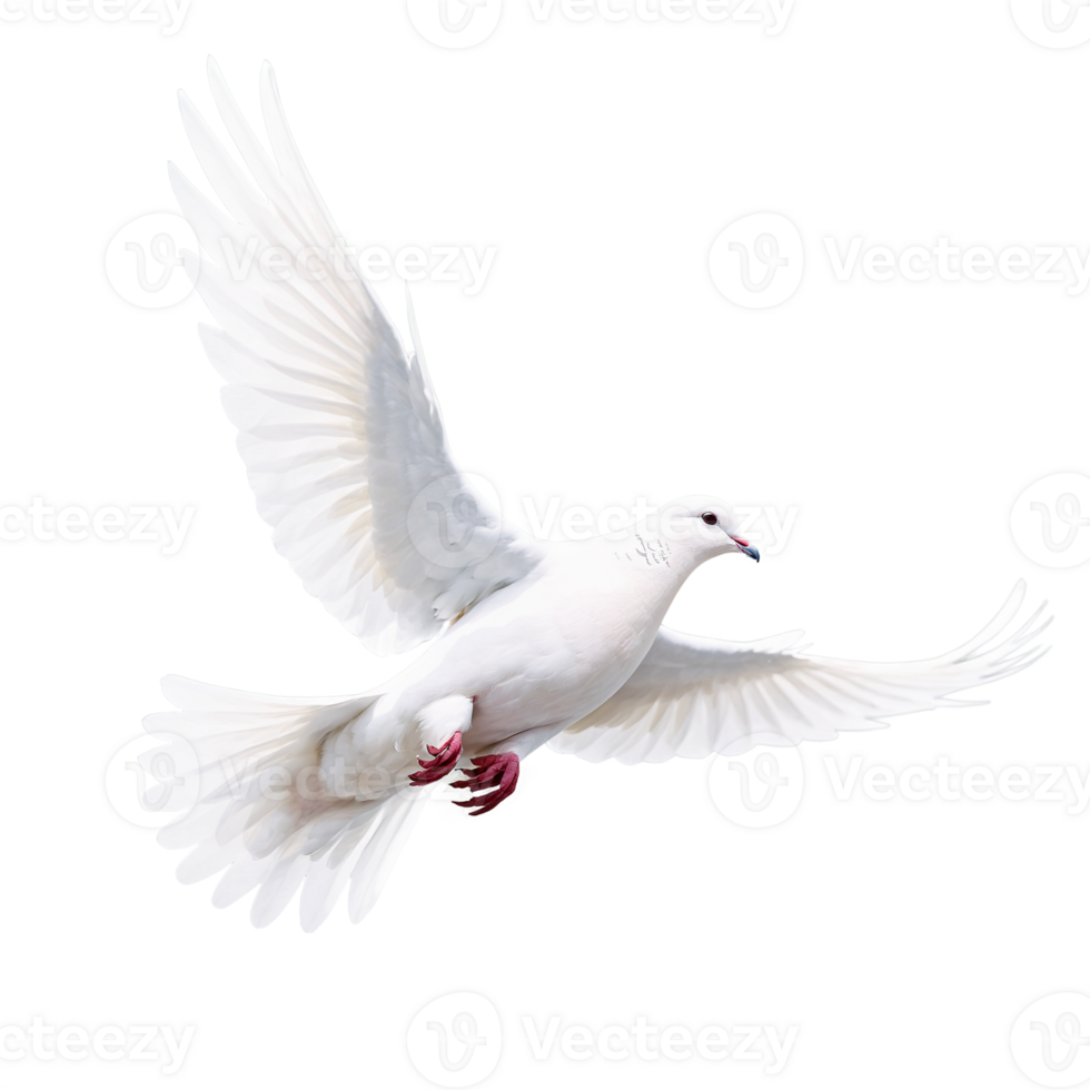 A white dove flying in the air on a black background png