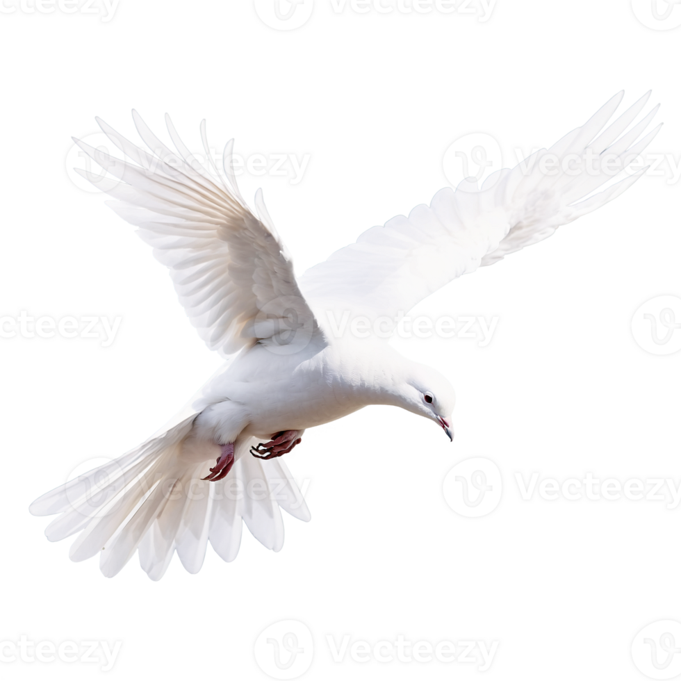 A white dove flying in the air on a black background png