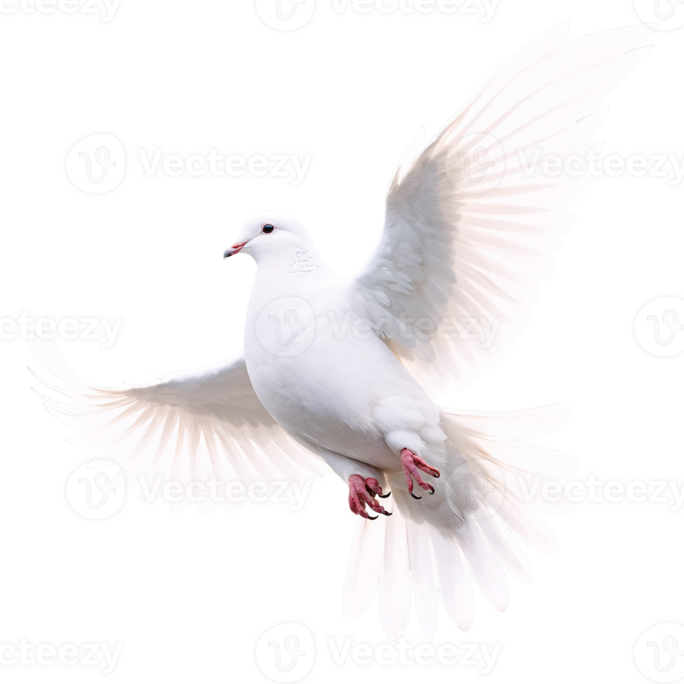 A white dove is flying in the air png