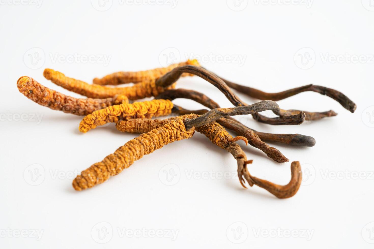 Cordyceps sinensis or Ophiocordyceps sinensis herb photo