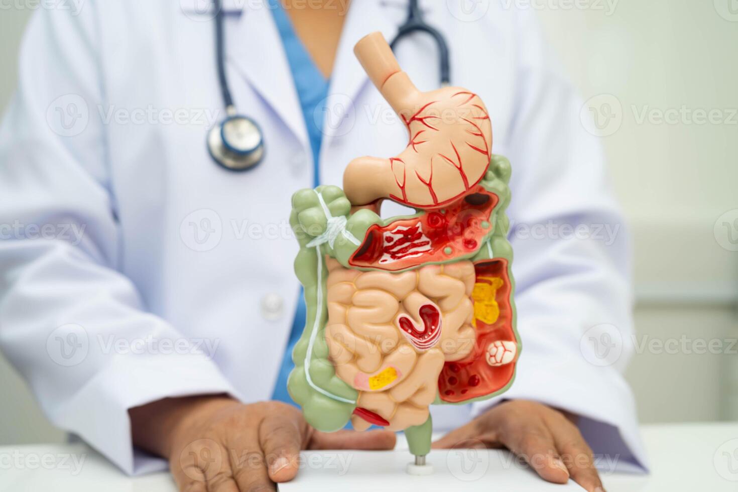 Digestive system with stomach and intestine, Asian doctor holding photo