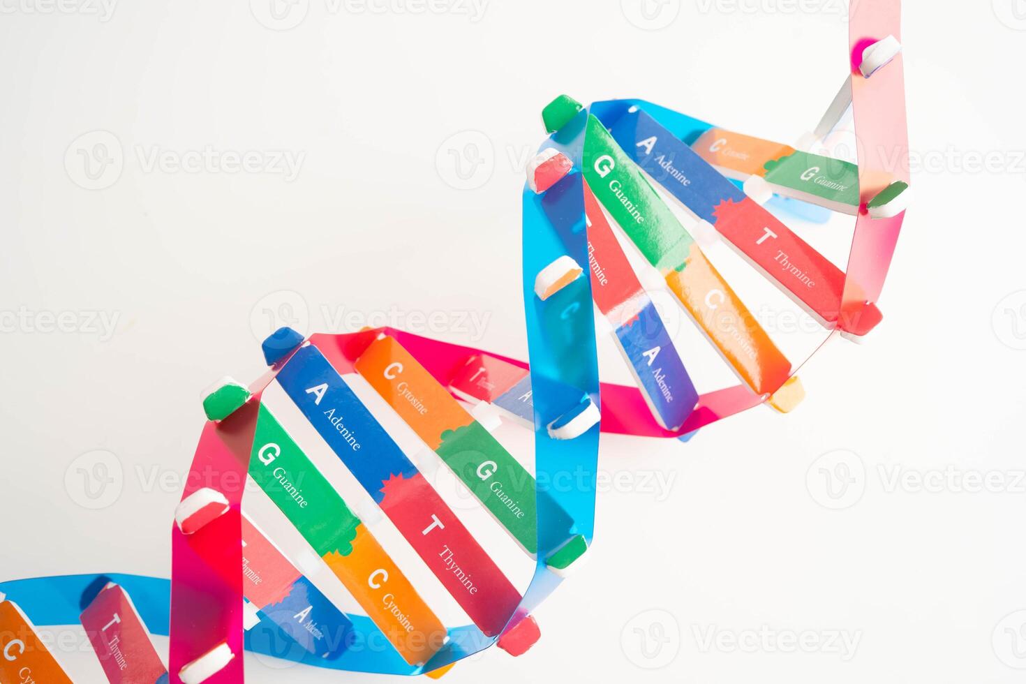 DNA molecule spiral structure model isolated on white background human chromosome photo