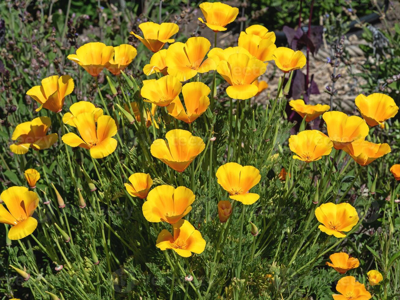 Bright California poppies flowering in a garden photo