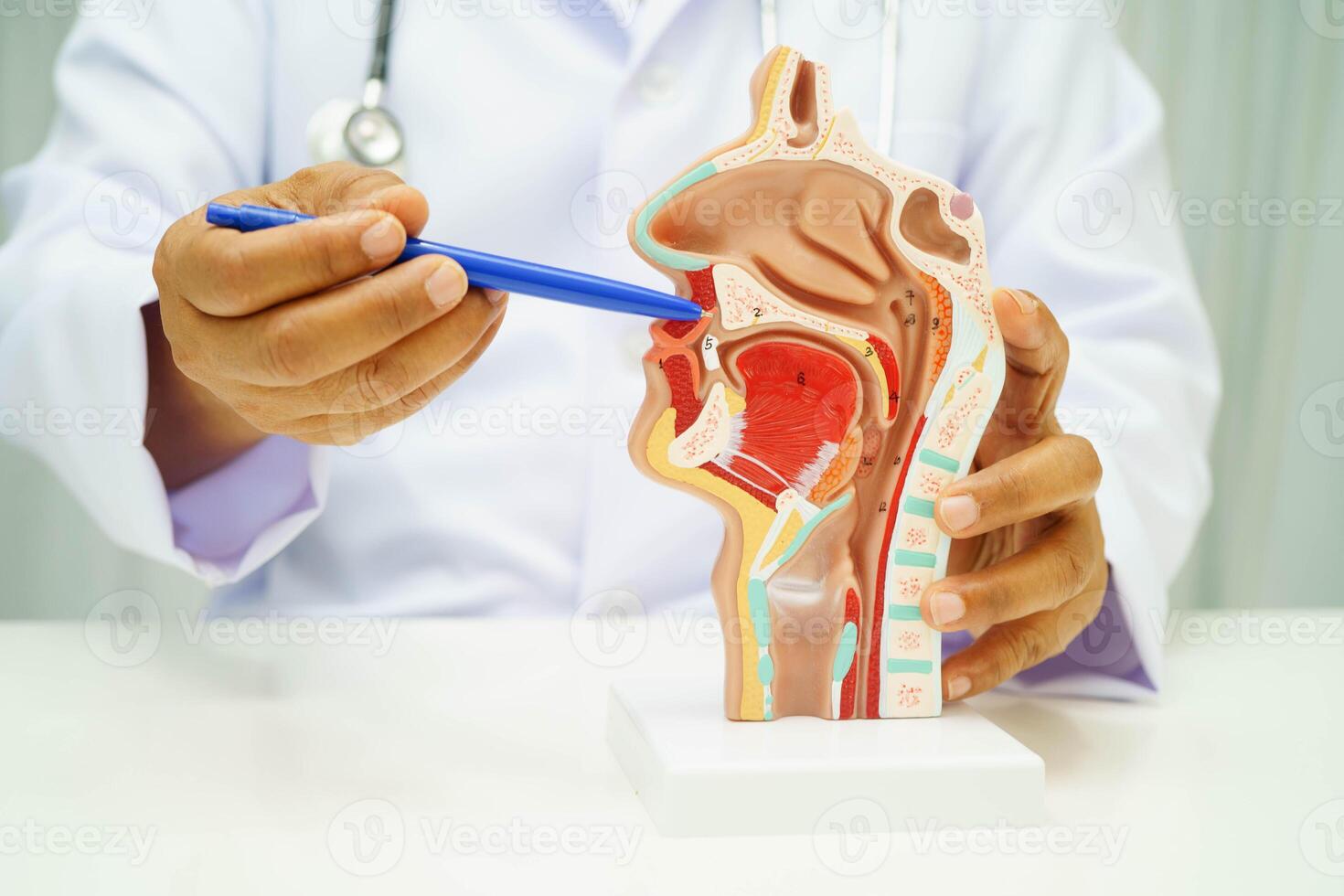 Asian doctor with nasal oral throat cavity neck human anatomy model for study diagnosis and treatment in hospital. photo