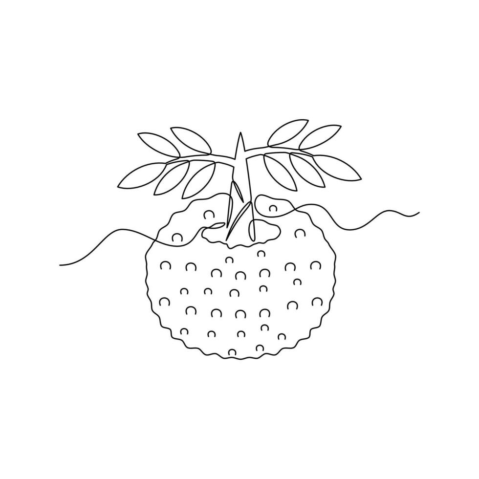 one line art Konjac Tuber or Porang Tuber illustration. line art, one continuous line, simple, hand drawn and sketch style. for icons, symbols, signs or logos vector