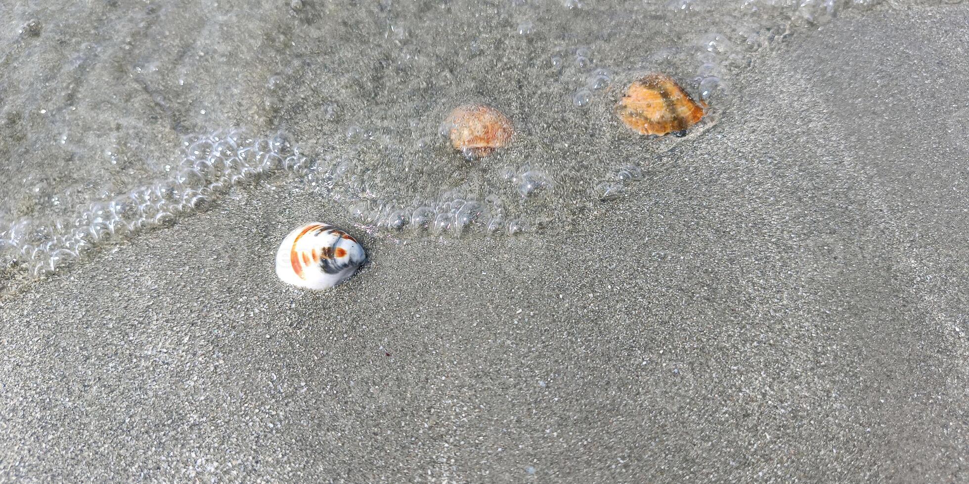Holiday seascape with seashell on sand beach, Sea wave motion clean and clear photo