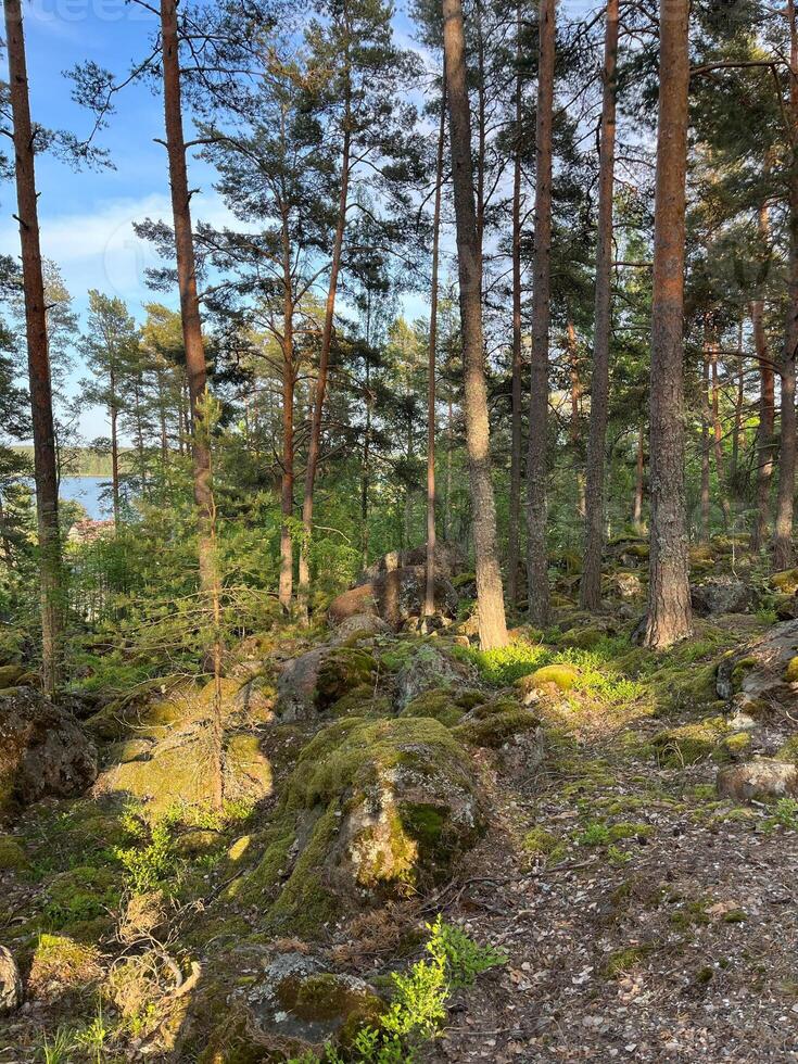 photo, summer, coniferous, forest, with large stone photo