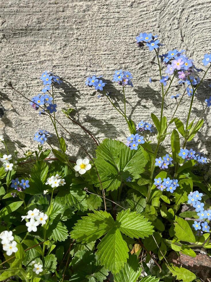 photo of a natural variety of spring flowers of different colors