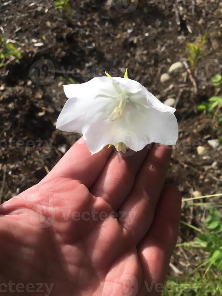 photo, landscape, nature, summer season plant flower photo