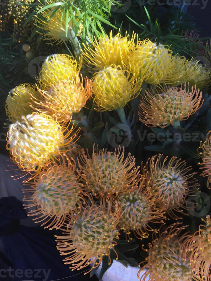 Close-up of vibrant succulent plants with unique textures and vivid colors. Perfect for botanical backgrounds, gardening themes, or natural design elements photo